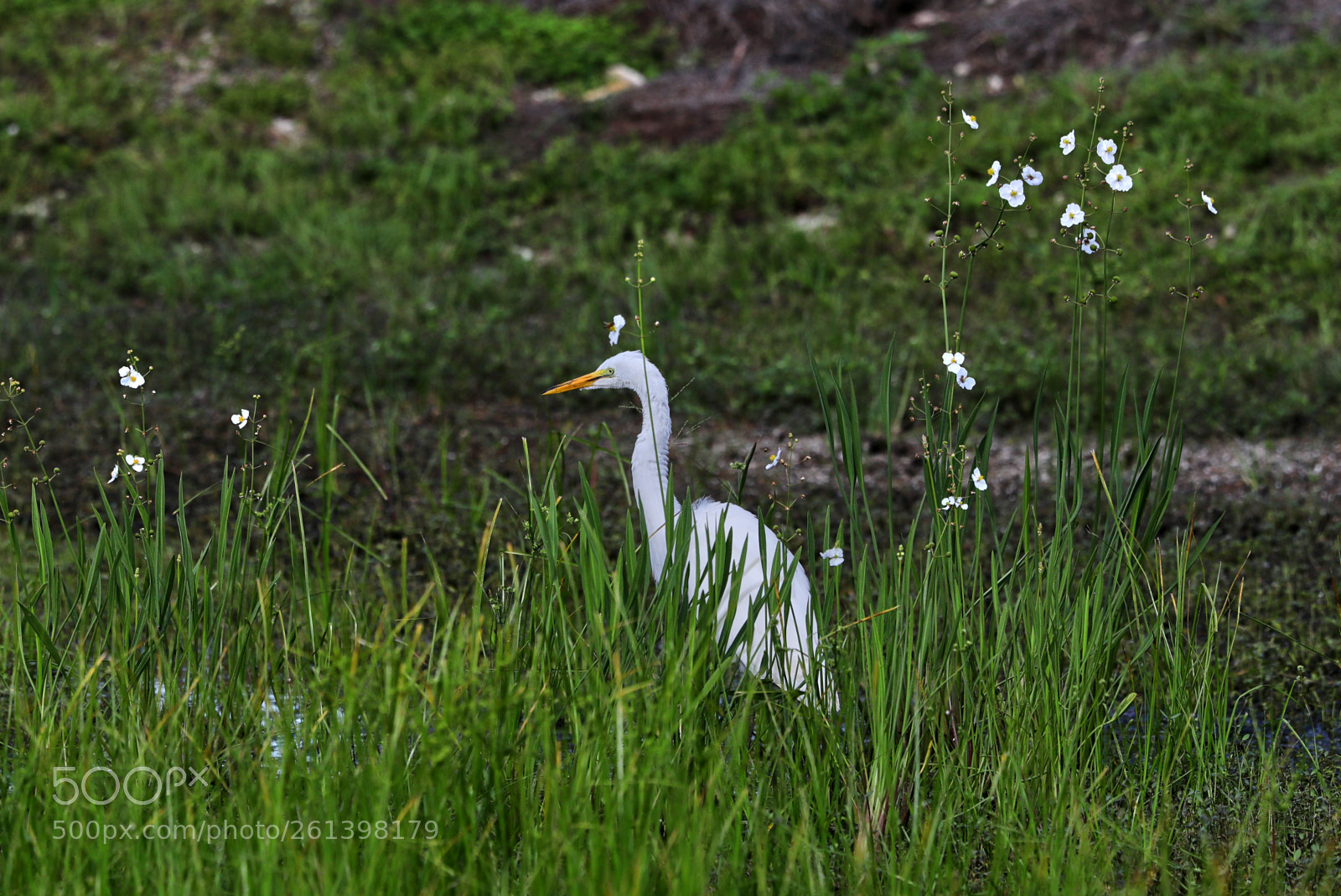Canon EOS-1D X Mark II sample photo. 06-08-18-0021659.jpg photography
