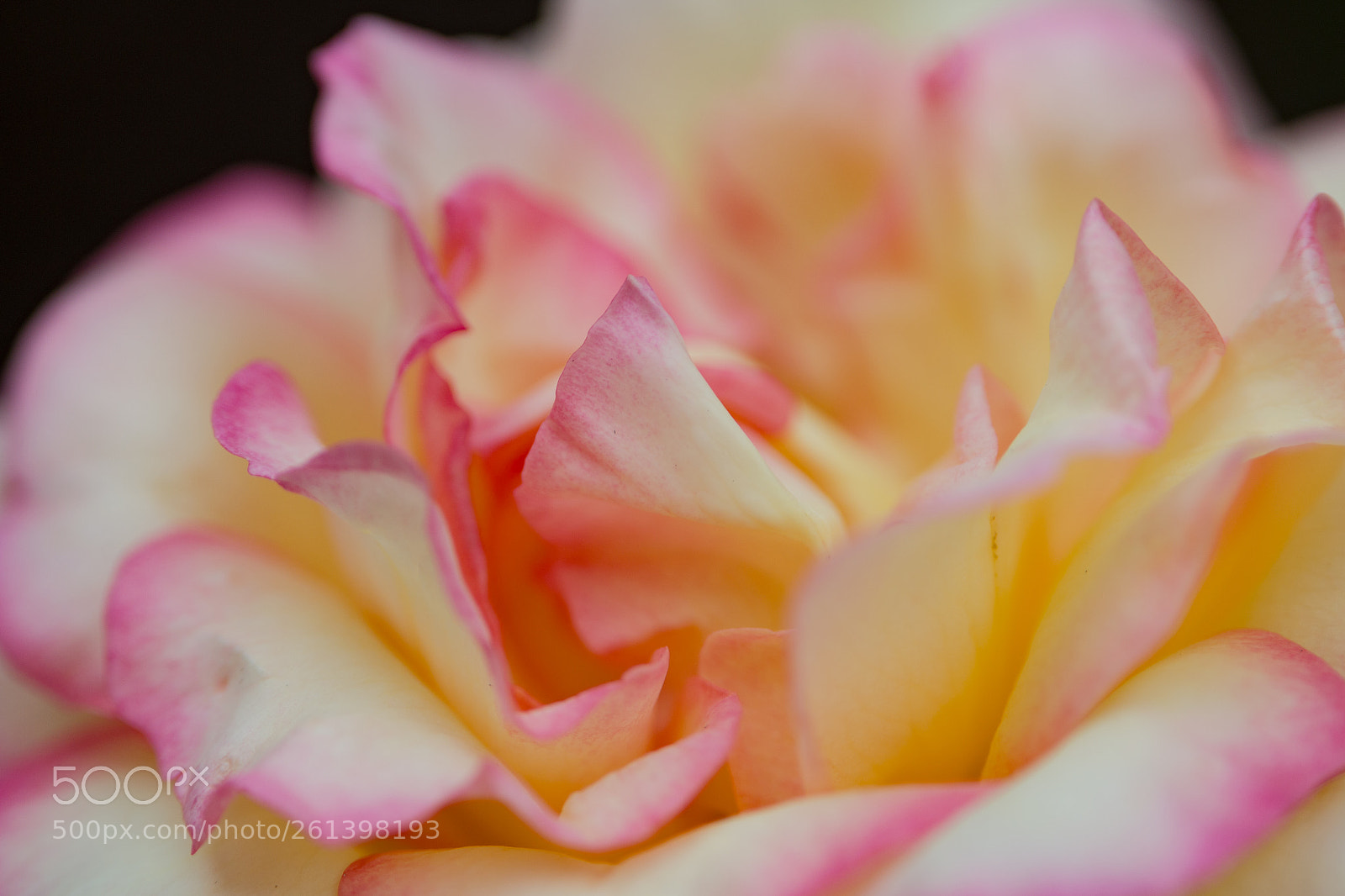 Canon EOS 70D sample photo. Flower photography