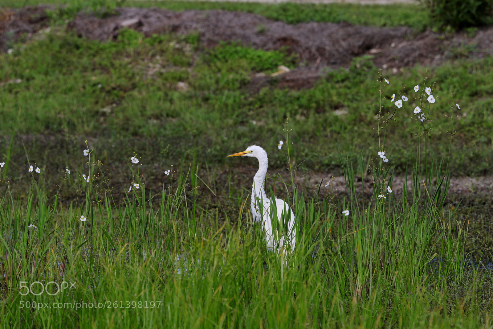 Canon EOS-1D X Mark II sample photo. 06-08-18-0021651.jpg photography