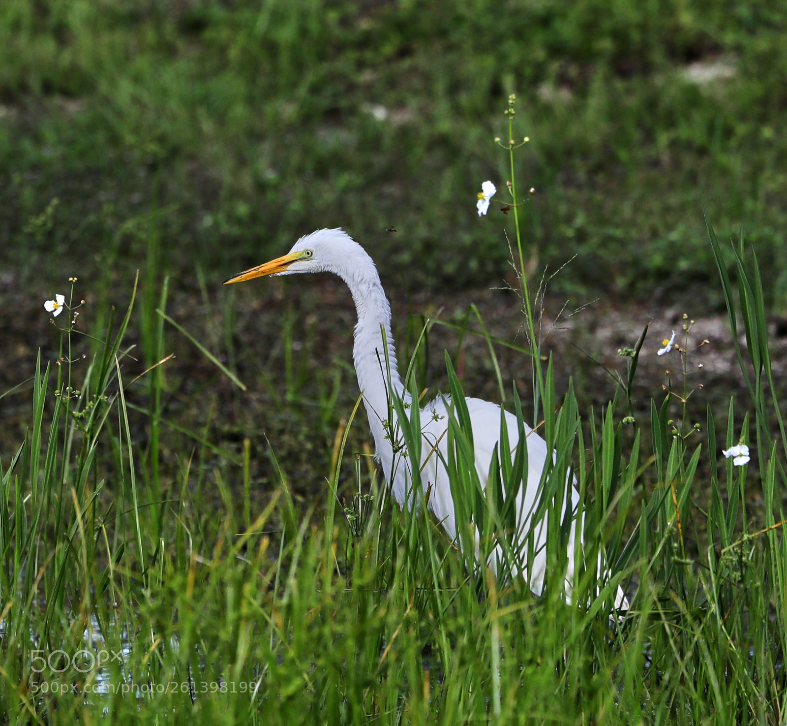 Canon EOS-1D X Mark II sample photo. 06-08-18-0021658.jpg photography