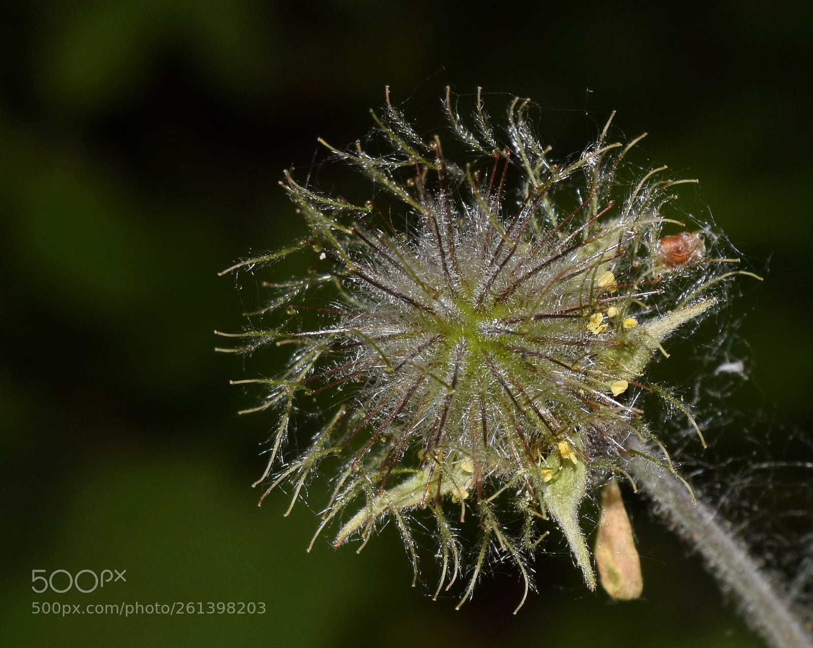 Nikon D3300 sample photo. Гравилат речной - geum rivale photography