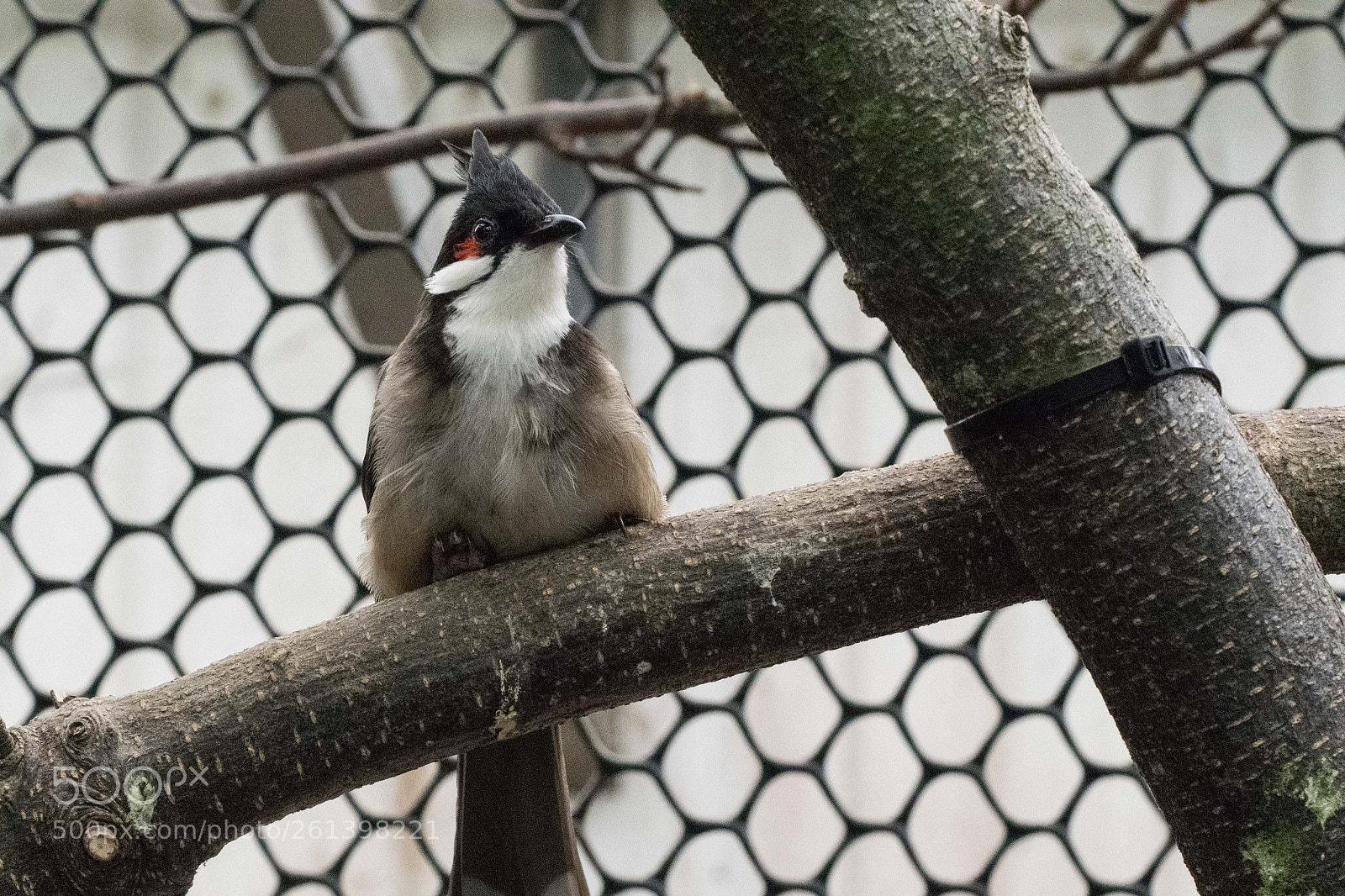 Nikon D3300 sample photo. Bird photography