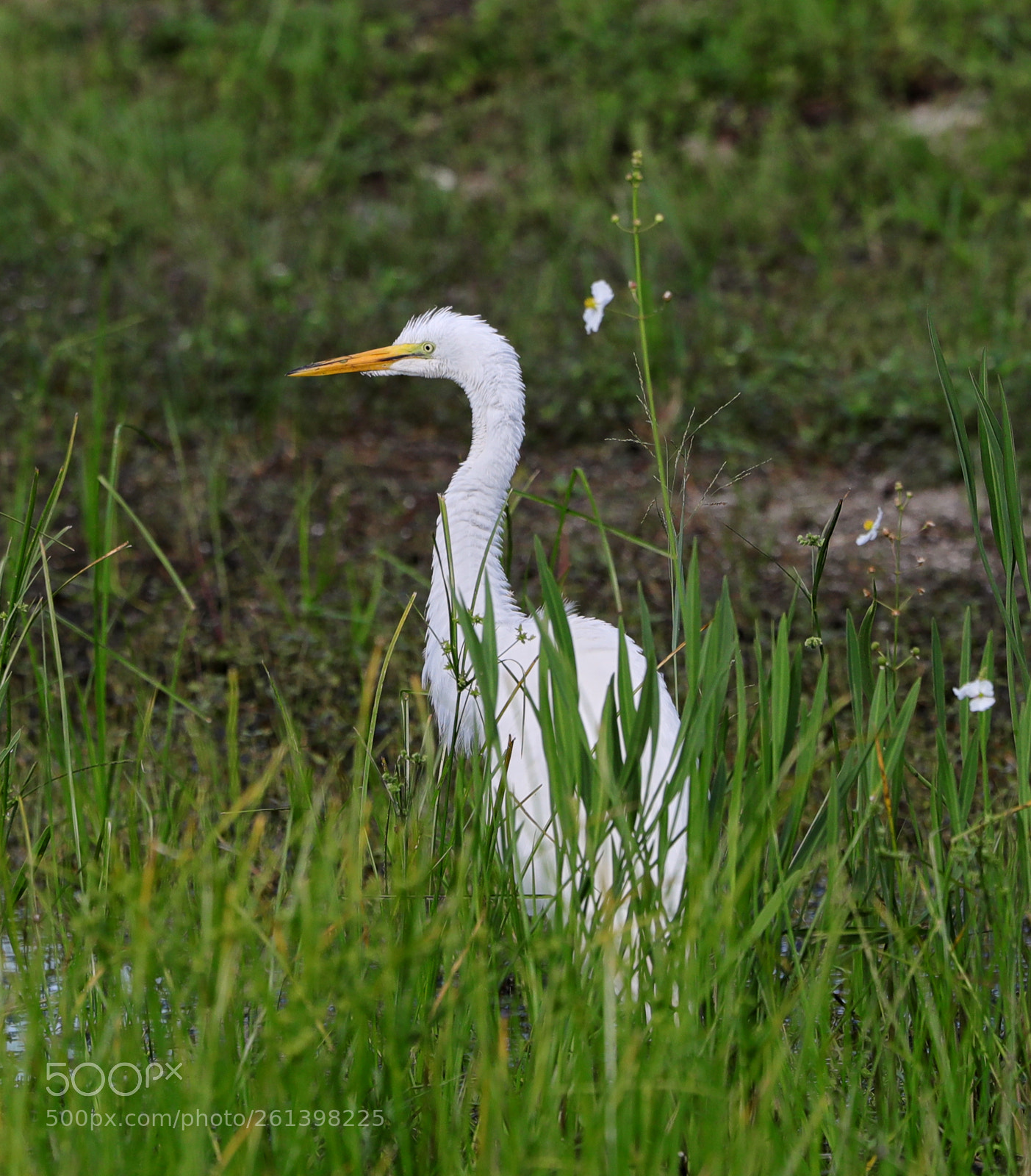Canon EOS-1D X Mark II sample photo. 06-08-18-0021650.jpg photography