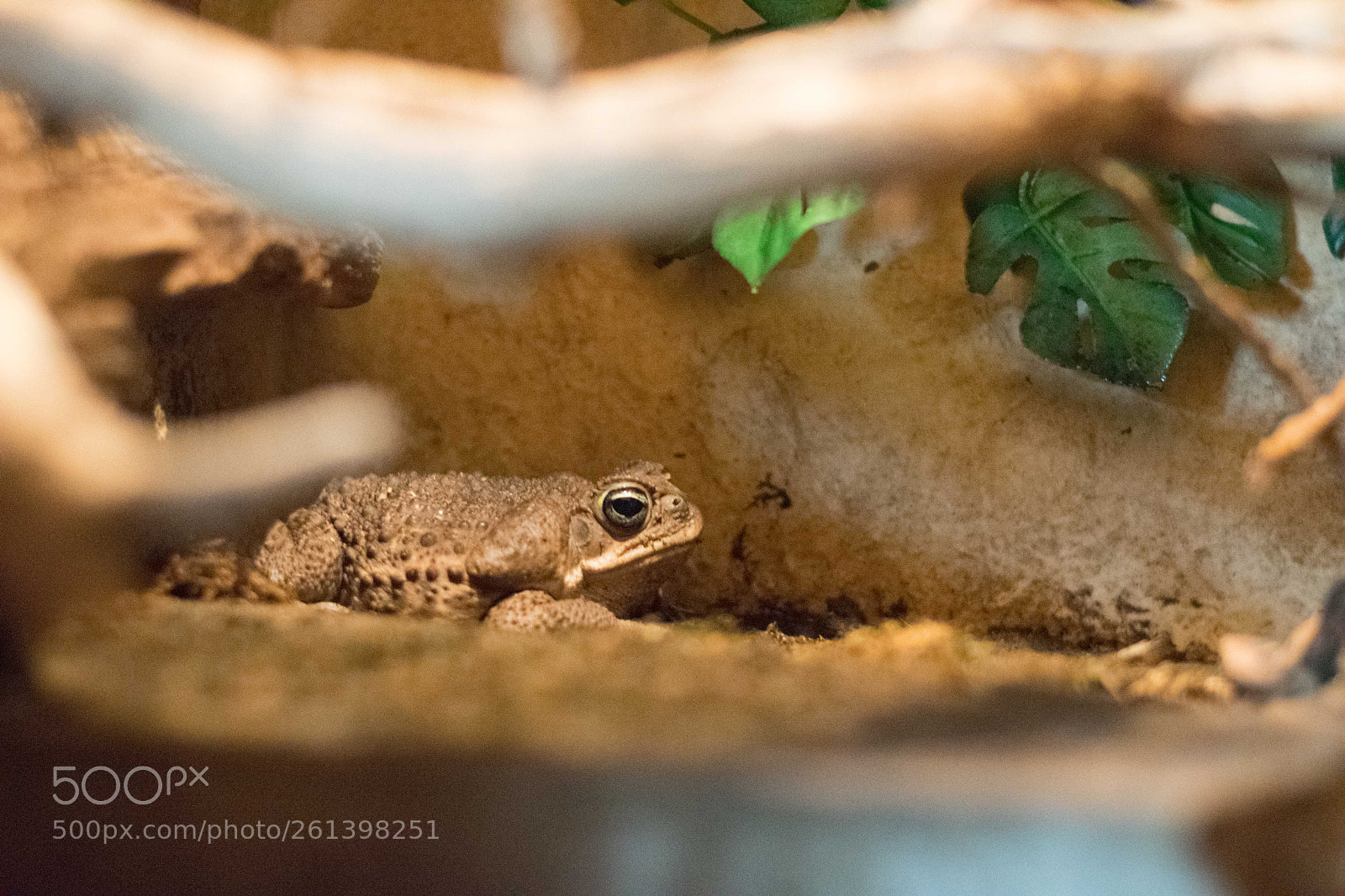 Nikon D3300 sample photo. Toad photography
