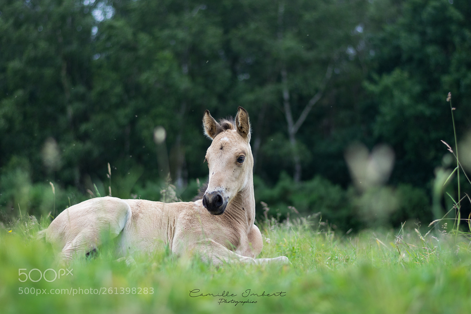 Nikon D7200 sample photo. Irkani photography