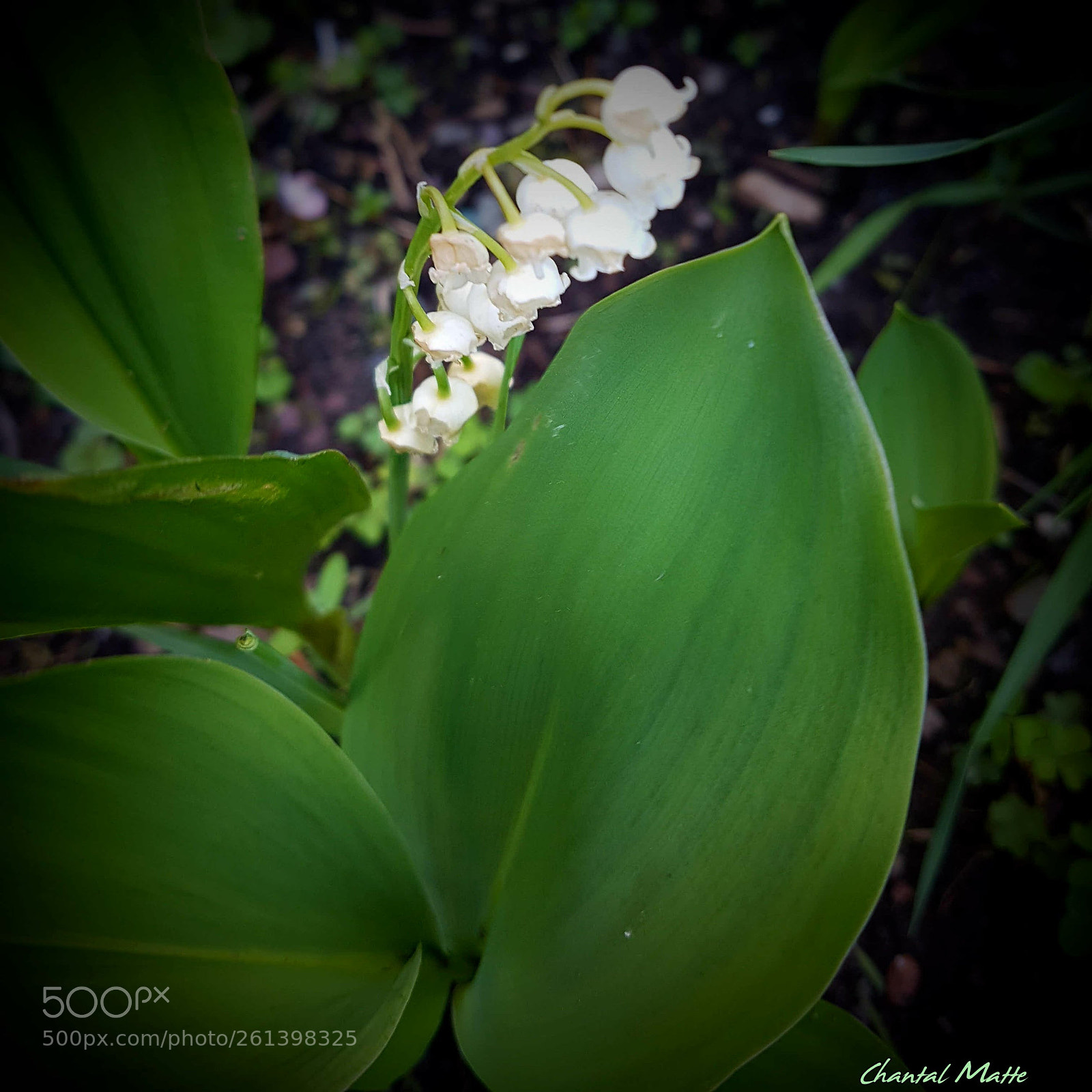 Samsung Galaxy S7 sample photo. Lily of the valley photography