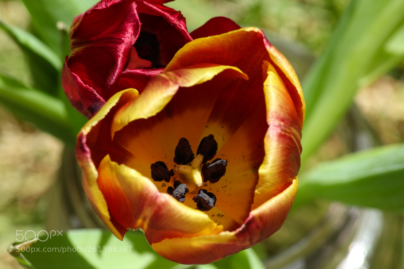 Canon EOS 1300D (EOS Rebel T6 / EOS Kiss X80) sample photo. Macro 2018 springtime photography