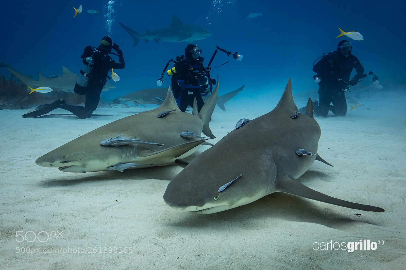 Canon EOS 5D Mark IV sample photo. Lemon shark photography
