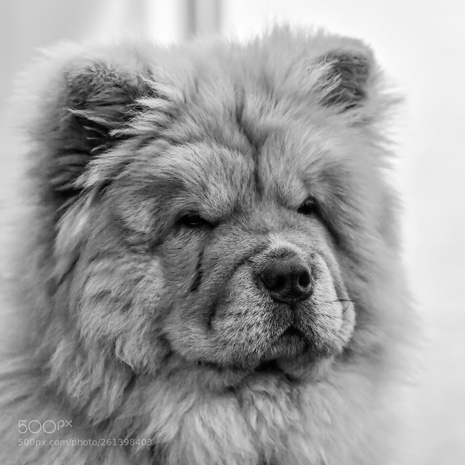 Nikon D5 sample photo. Chow chow photography
