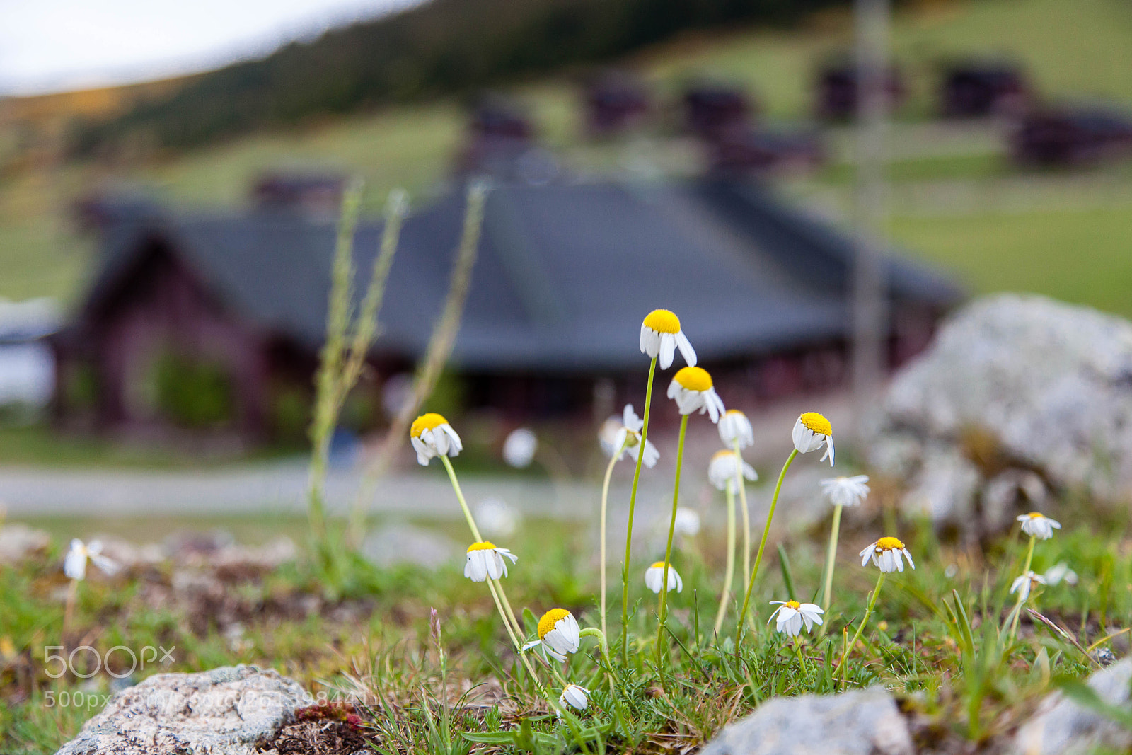Canon EOS 5D Mark II sample photo. Daisy love photography