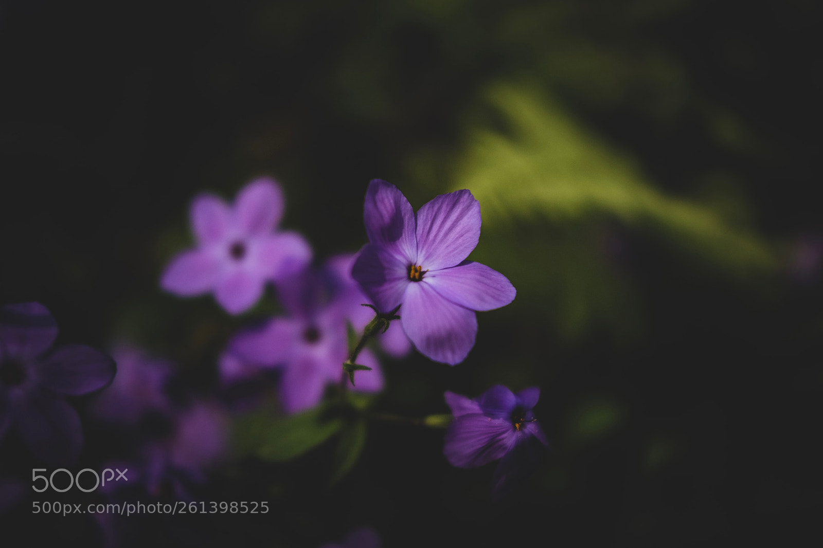 Fujifilm X-T1 sample photo. Garden in the woods photography