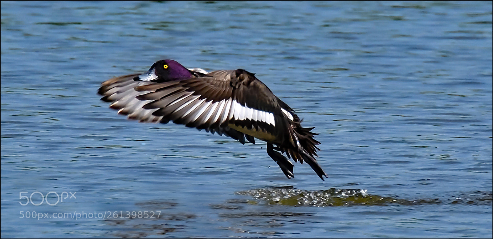 Nikon D500 sample photo. Take-off photography