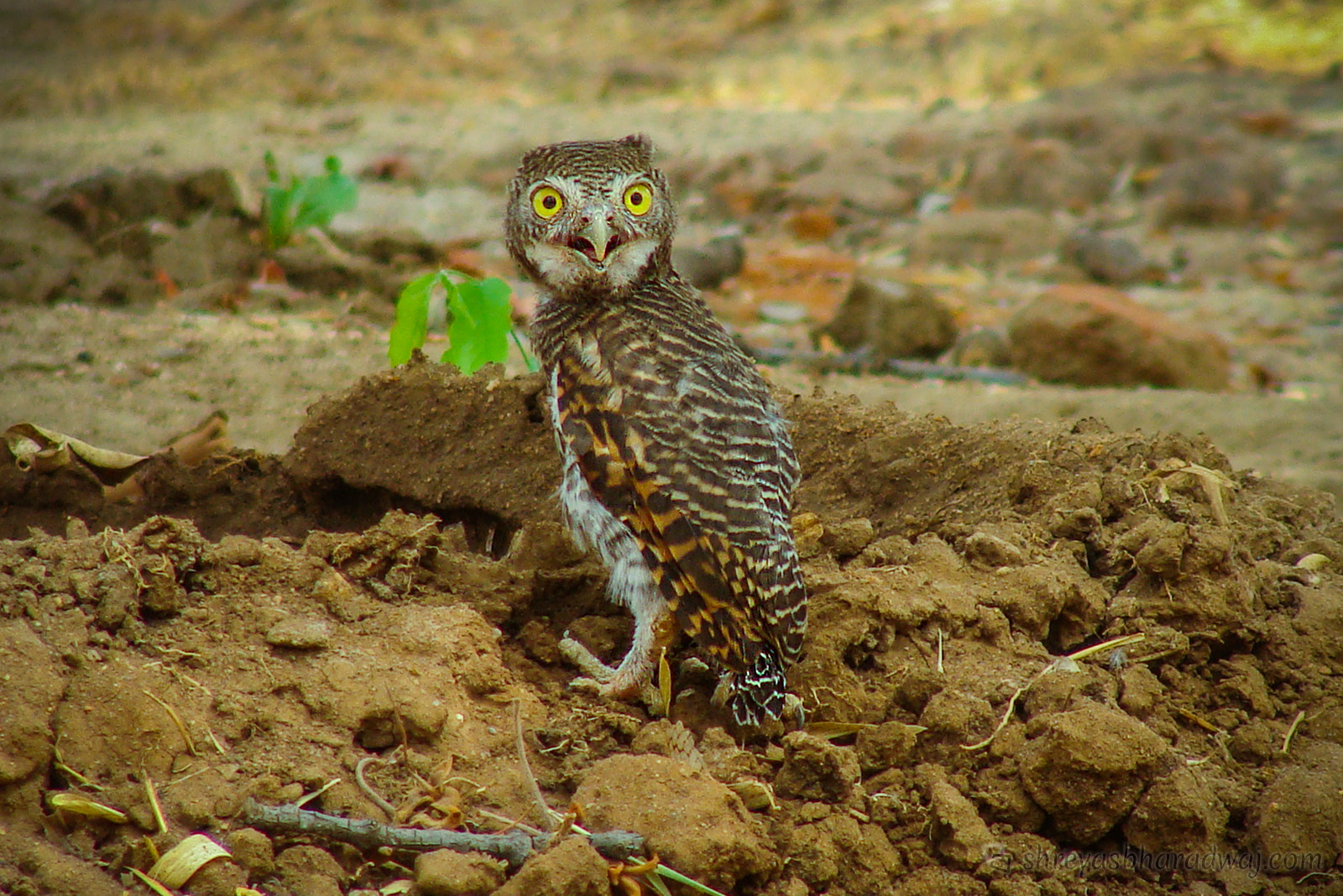 Sony Cyber-shot DSC-H10 sample photo. Jungle owlet photography