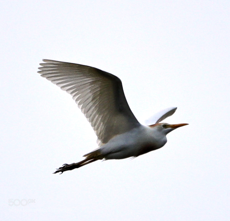 Canon EOS-1D X Mark II sample photo. 06-08-18-0021663.jpg photography