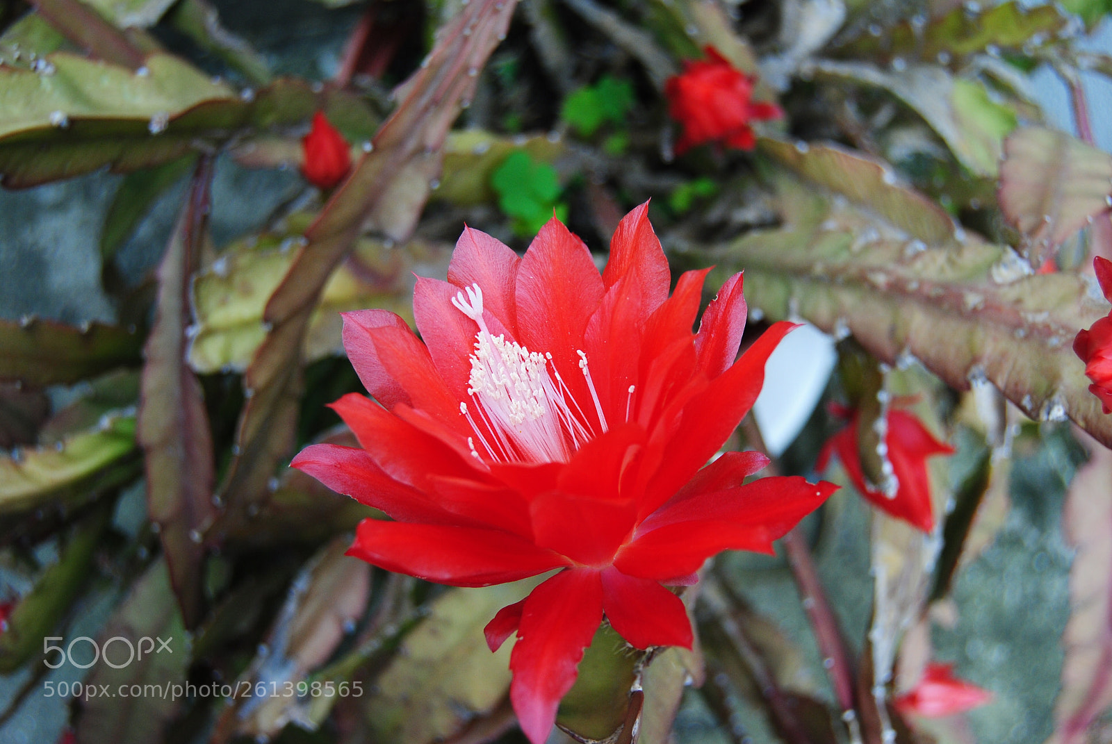 Nikon D3000 sample photo. Flower photography