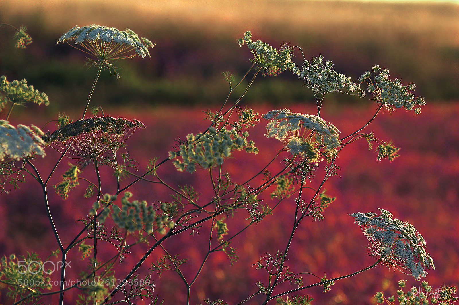 Canon EOS 70D sample photo. Wild landscape photography