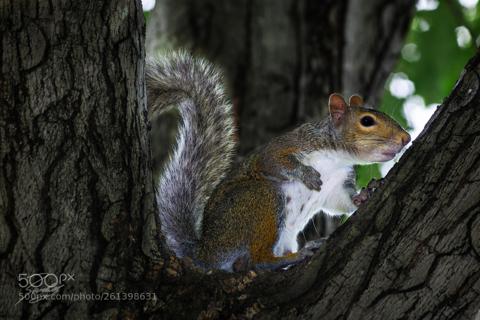 Sony a6000 sample photo. Little friend photography
