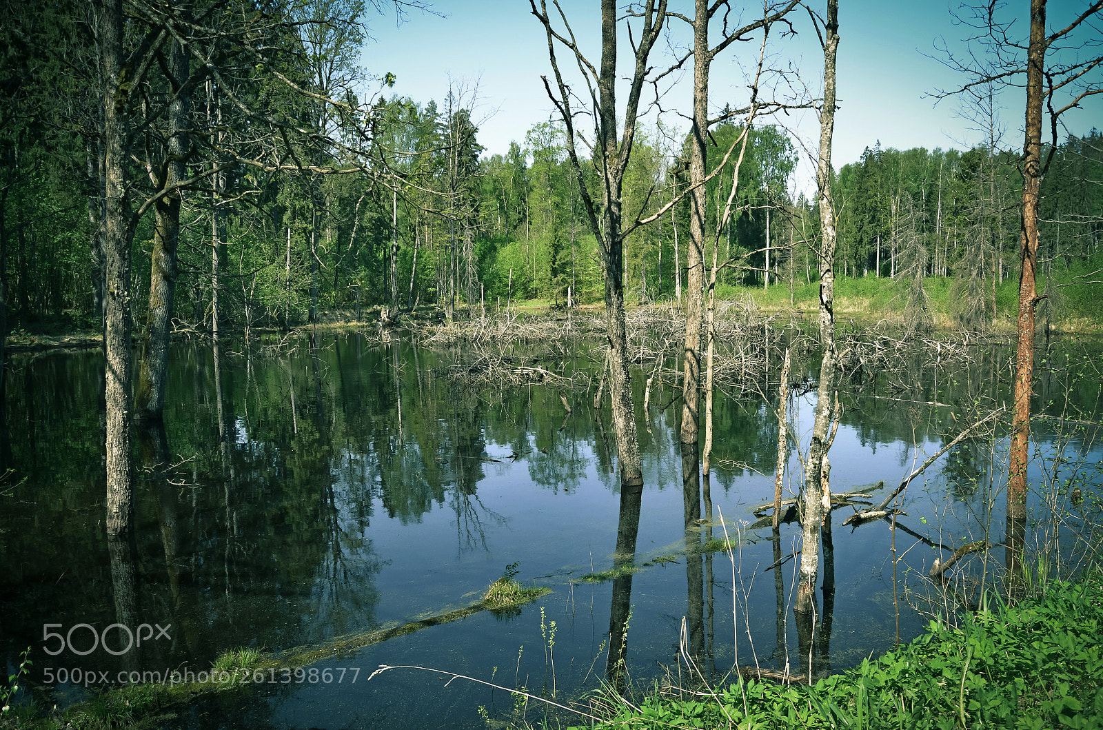 Nikon D5100 sample photo. Swamp photography