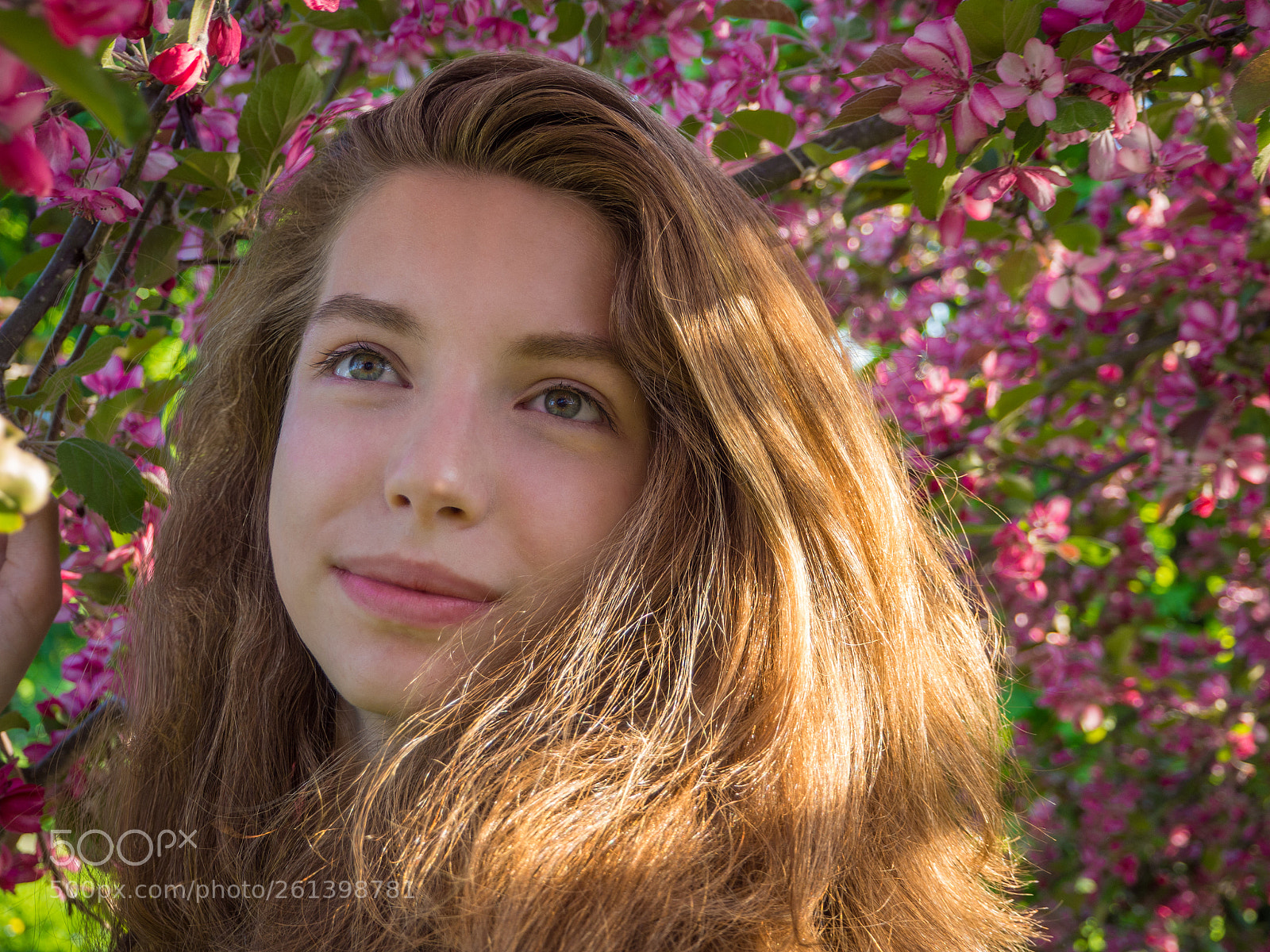 Olympus OM-D E-M10 II sample photo. Apple-trees in bloom photography