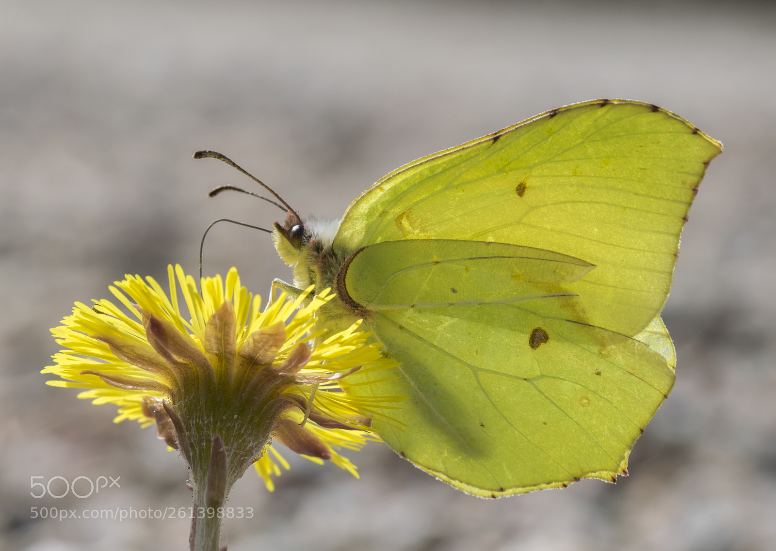 Nikon D5300 sample photo. Aa photography