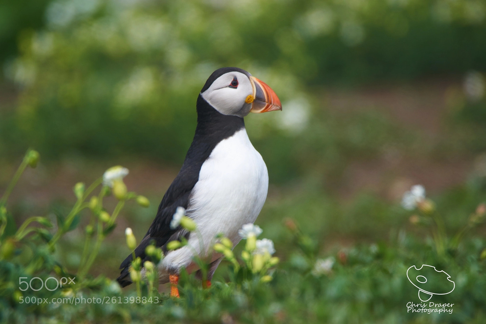 Sony ILCA-77M2 sample photo. Puffin in wildflowers photography