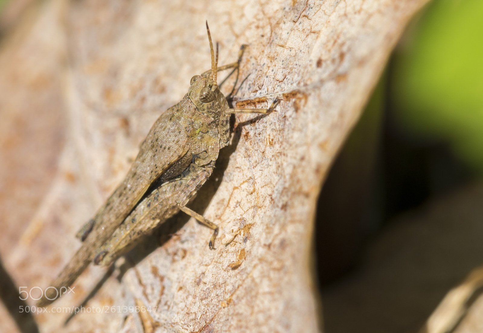 Nikon D5300 sample photo. Aa photography