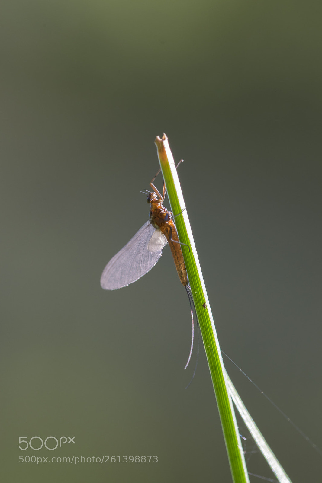 Nikon D5300 sample photo. Aa photography