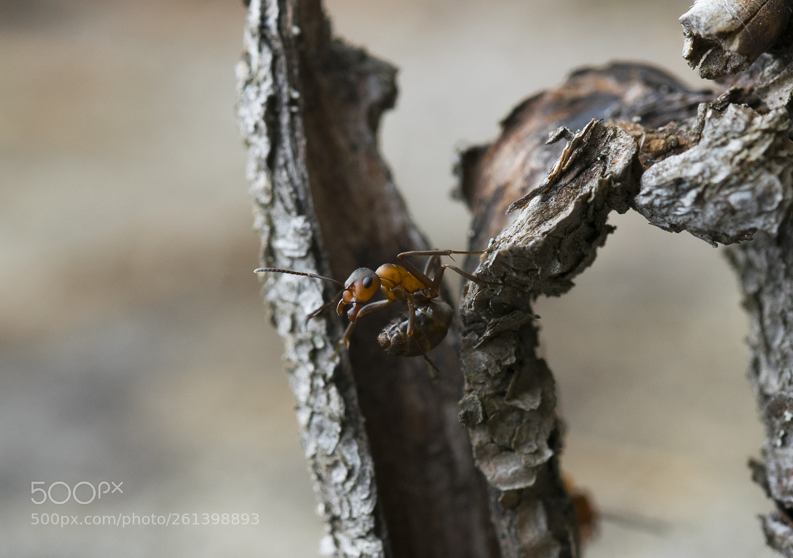 Nikon D5300 sample photo. Aa photography