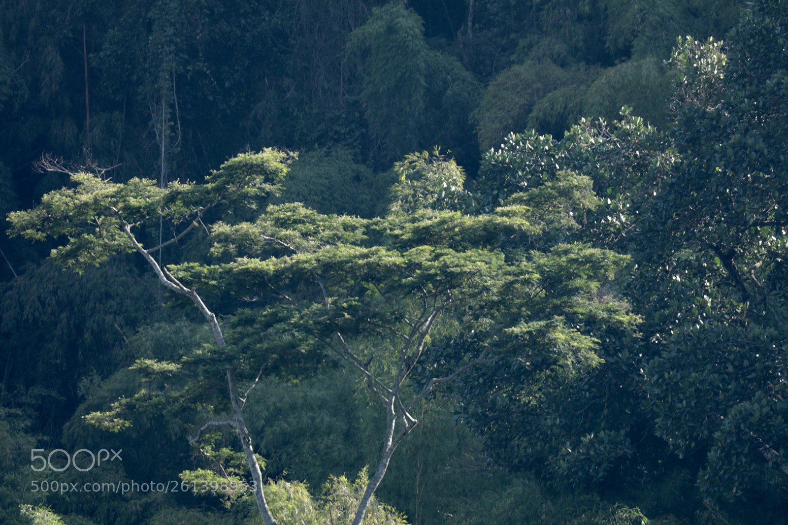 Canon EOS 5DS R sample photo. Chinchina, colombia. coffe zone.  photography