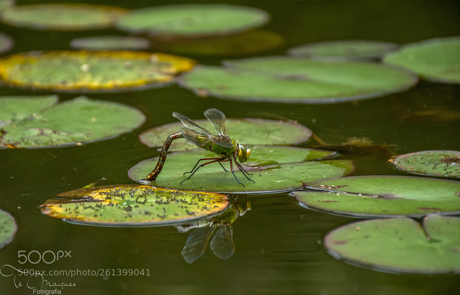 Nikon D7200 sample photo. Egg-laying dragonfly photography