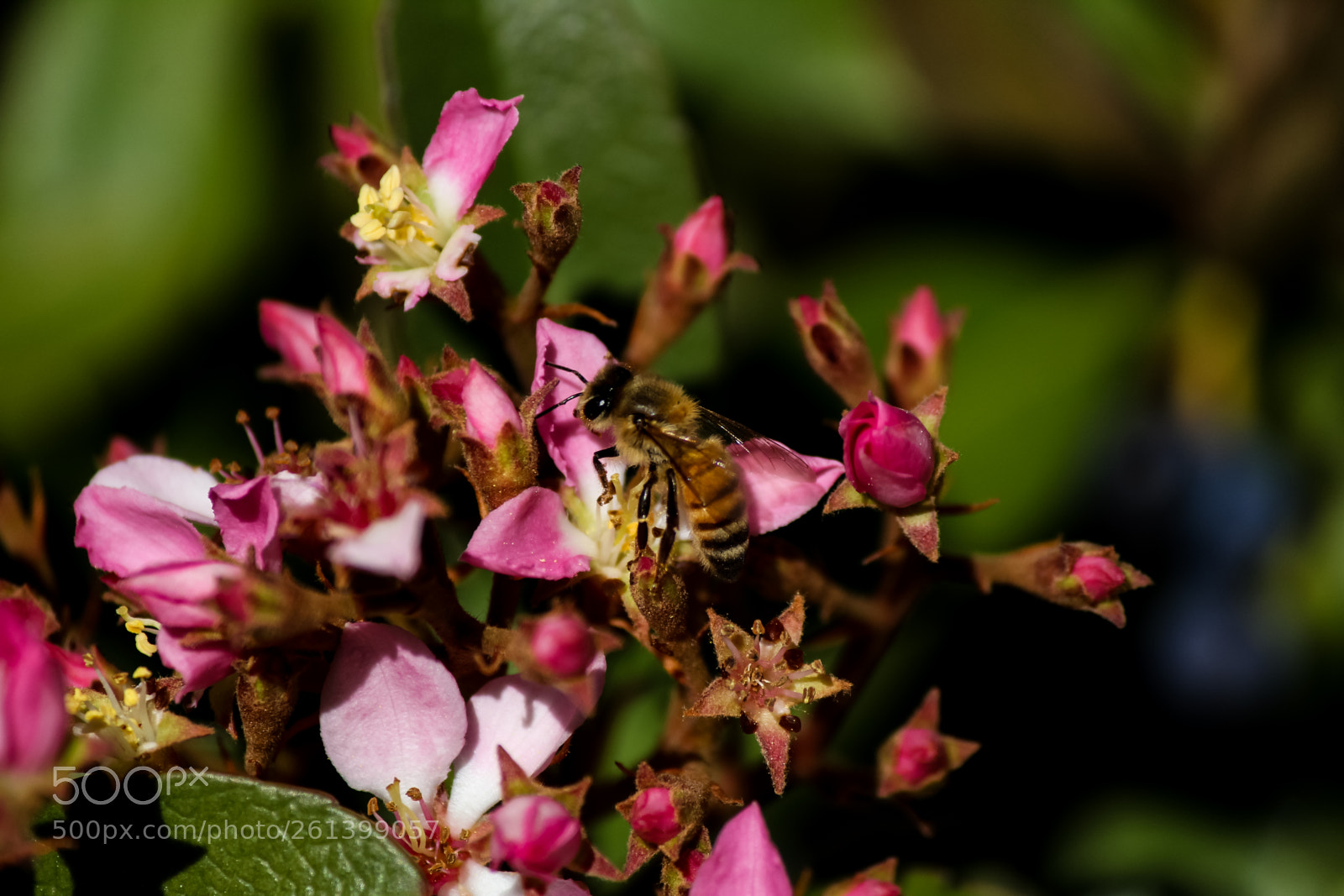 Canon EOS 1300D (EOS Rebel T6 / EOS Kiss X80) sample photo. Macro 2018 springtime photography