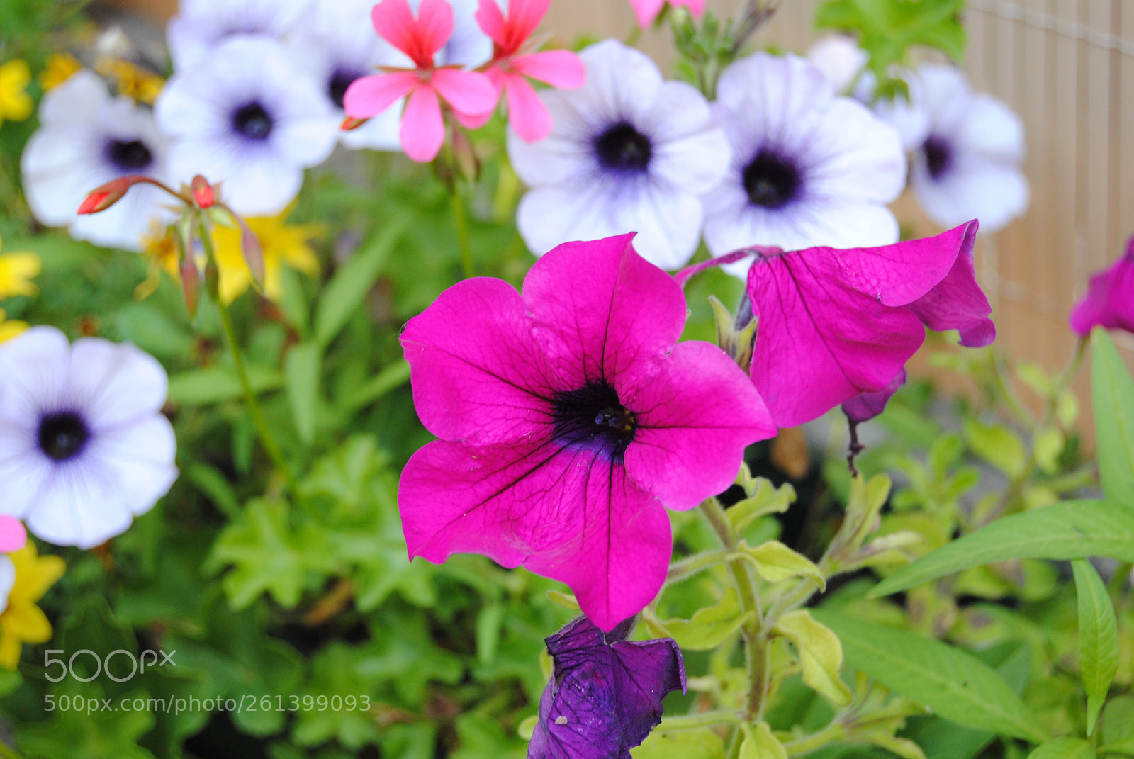 Nikon D3000 sample photo. Flower  photography