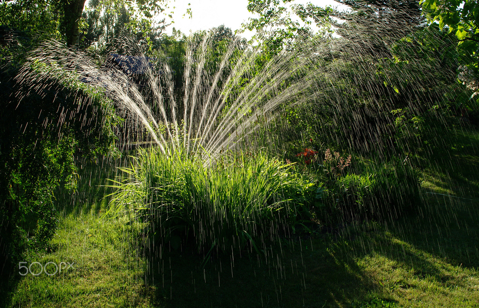 Samsung/Schneider D-XENON 18-55mm F3.5-5.6 II sample photo. My magic garden... photography