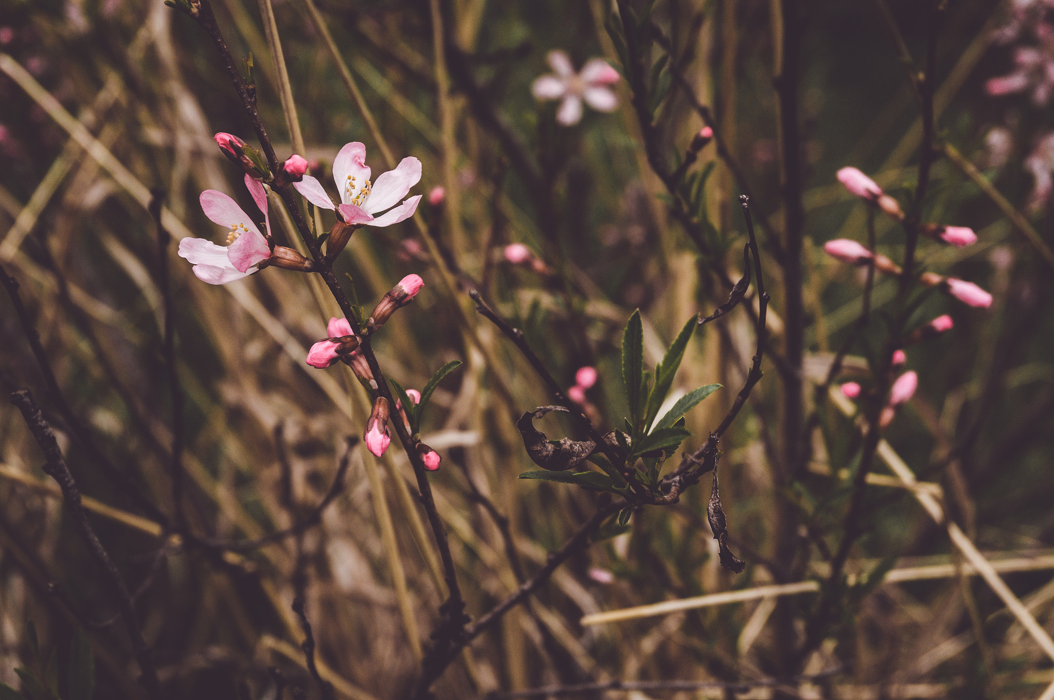 Sony Alpha NEX-5T sample photo. Almond flowers photography