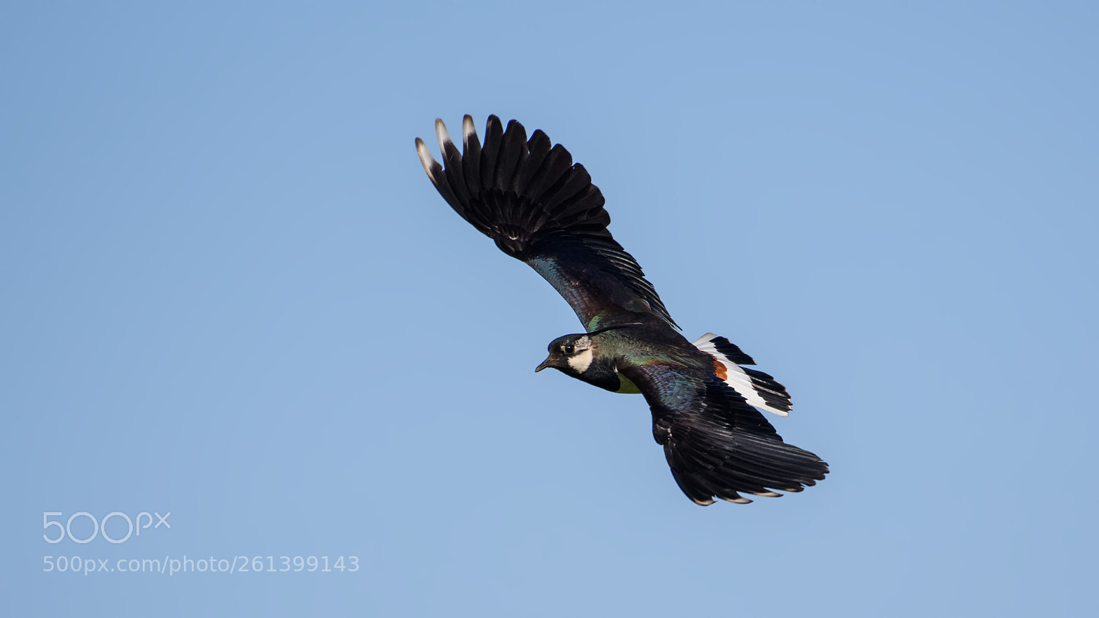 Nikon D500 sample photo. Northern lapwing photography