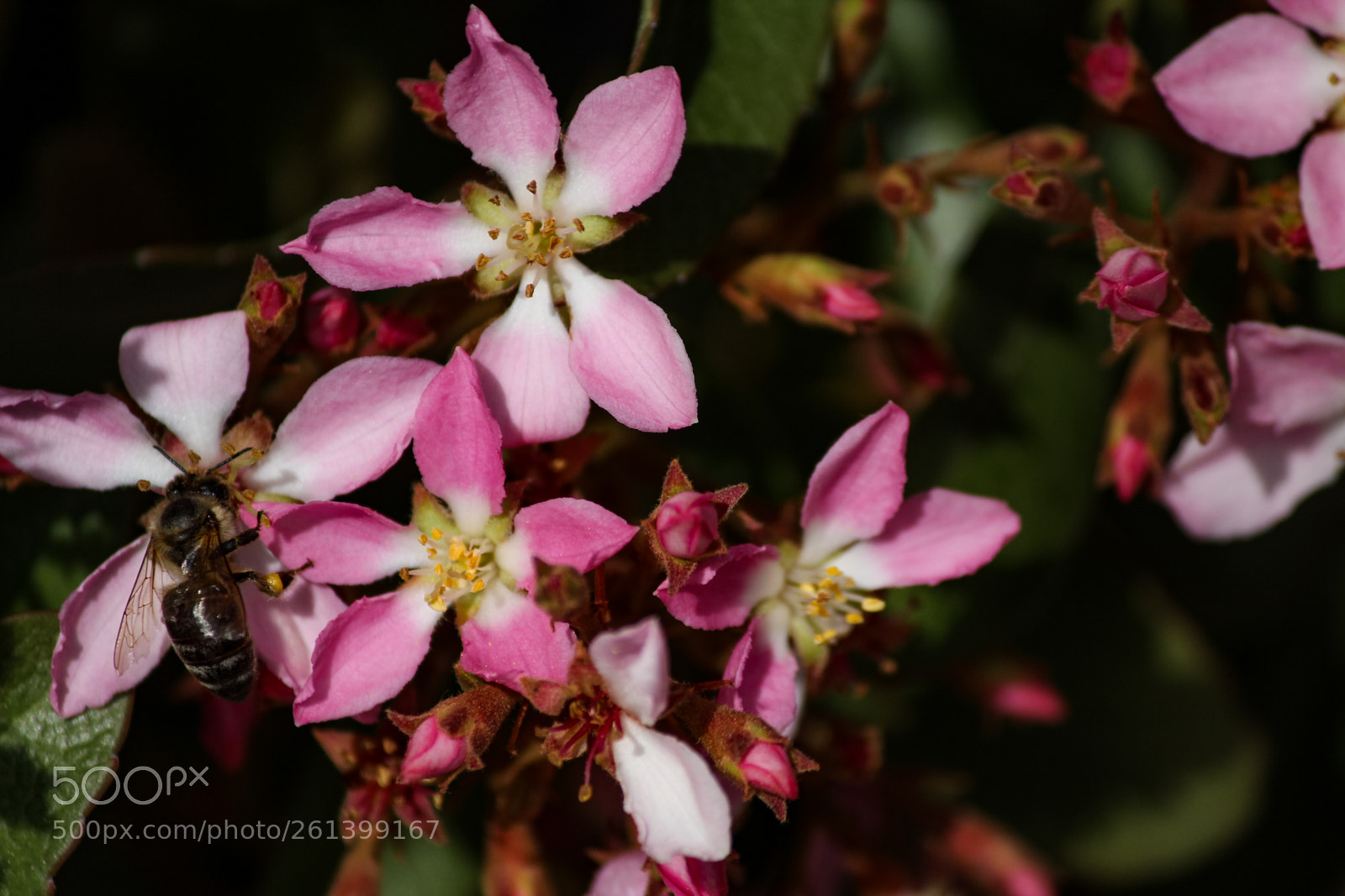 Canon EOS 1300D (EOS Rebel T6 / EOS Kiss X80) sample photo. Macro 2018 springtime photography