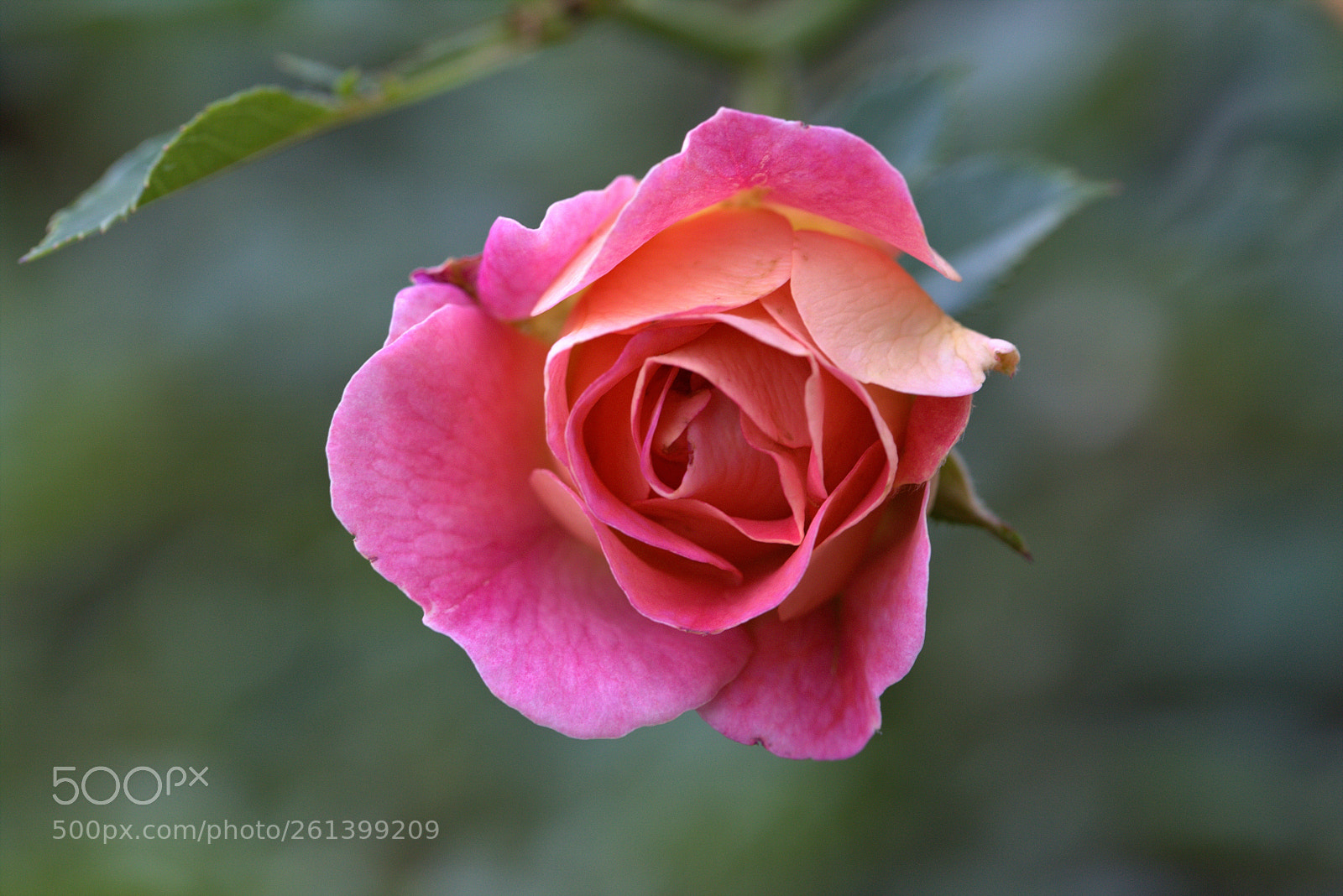 Canon EOS 6D sample photo. Rose bud photography