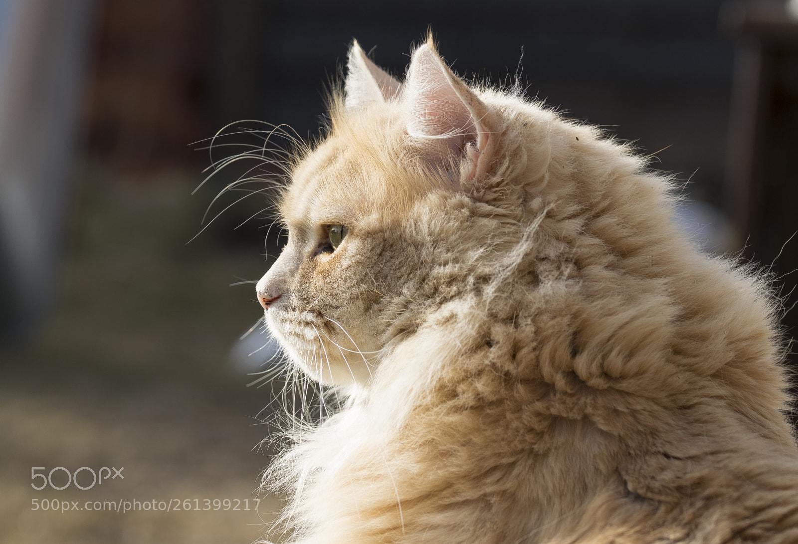 Nikon D5300 sample photo. Aa photography