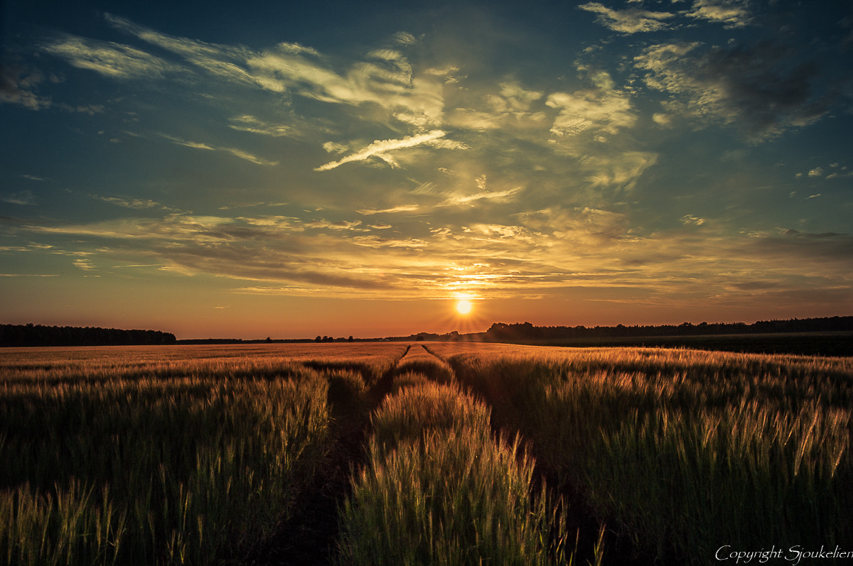 Pentax K-7 sample photo. Fields of gold photography