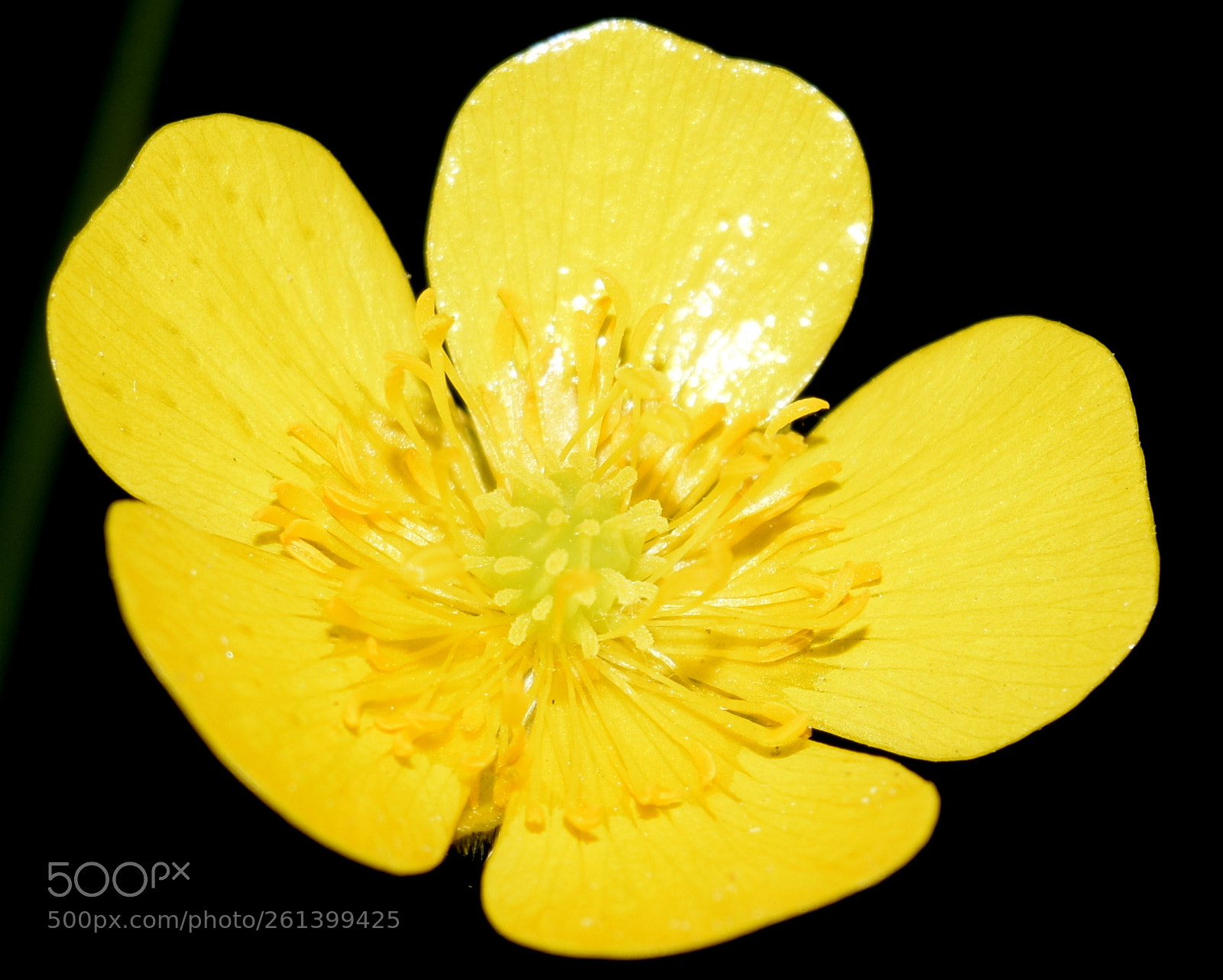 Nikon D3300 sample photo. Лютик едкий  - ranunculus acris photography