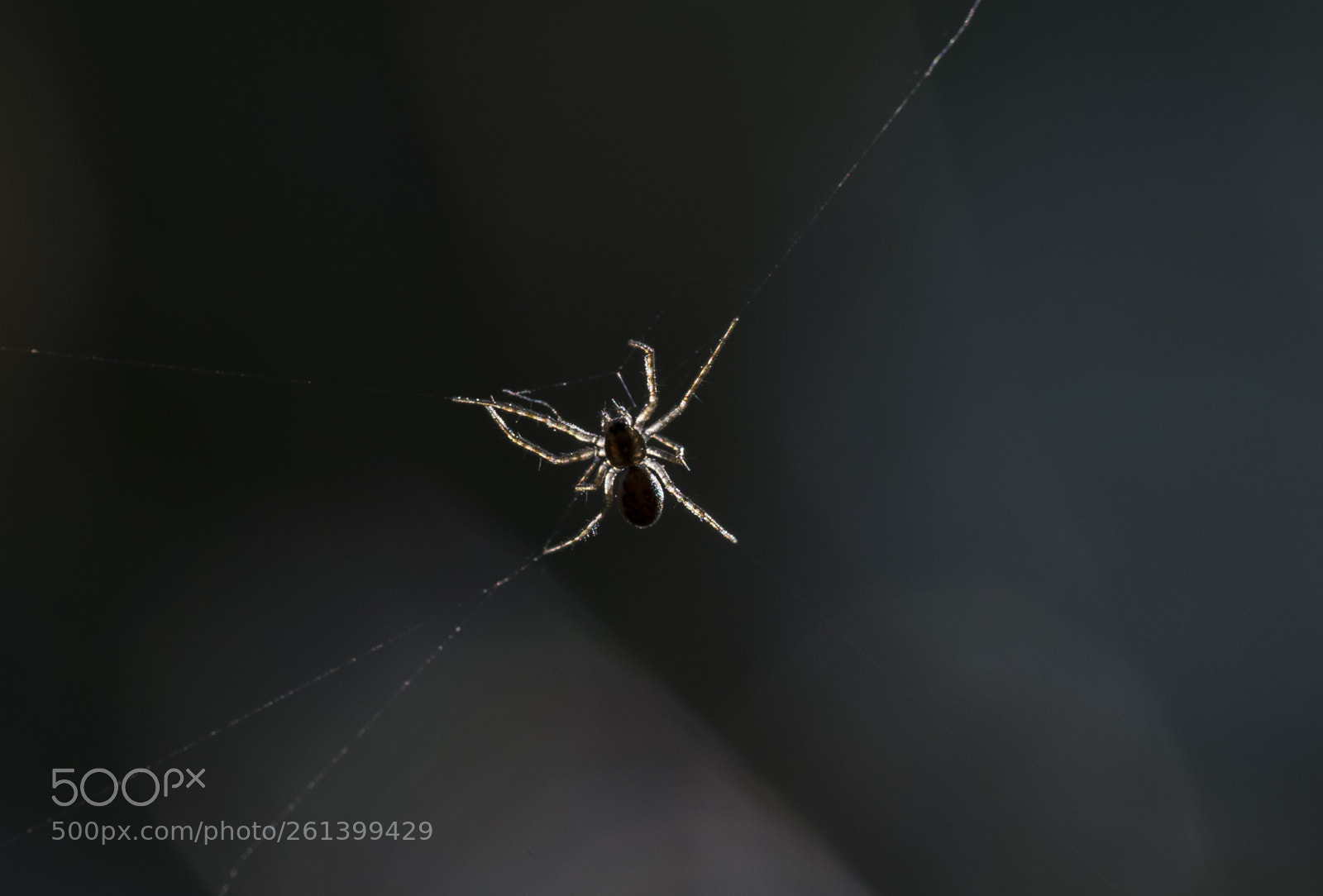 Nikon D5300 sample photo. Aa photography