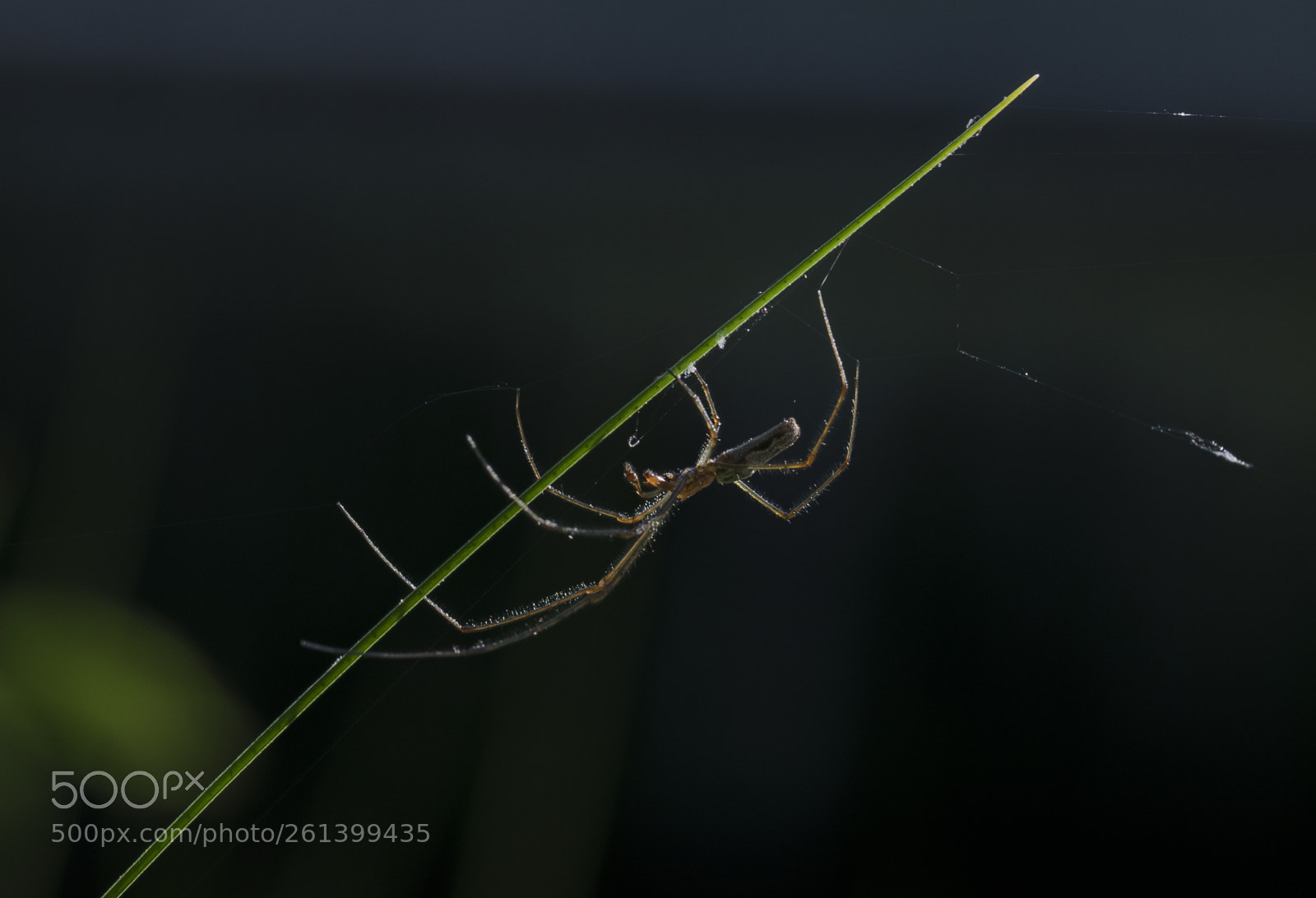 Nikon D5300 sample photo. Aa photography