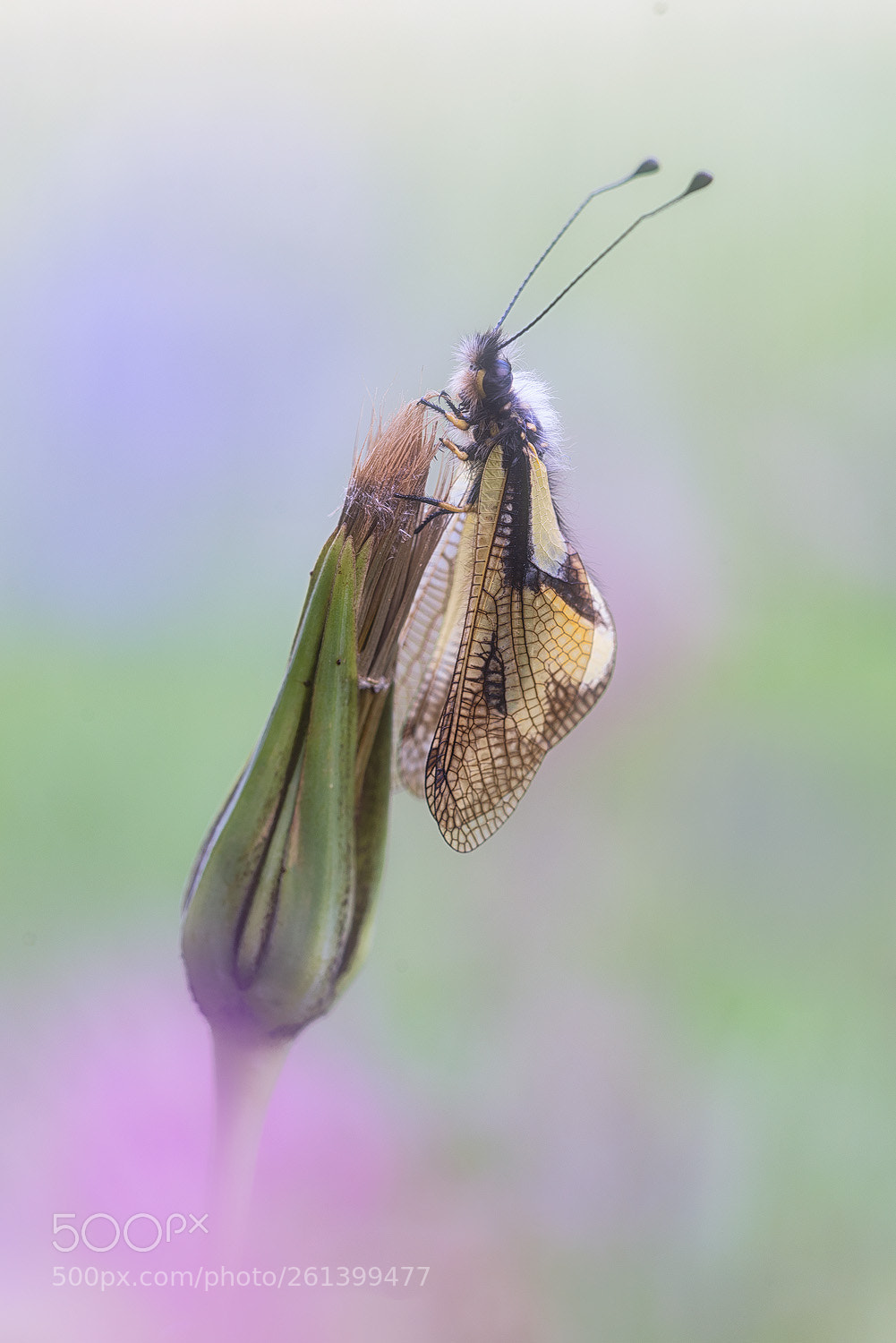 Nikon D750 sample photo. Ascalaphidae photography