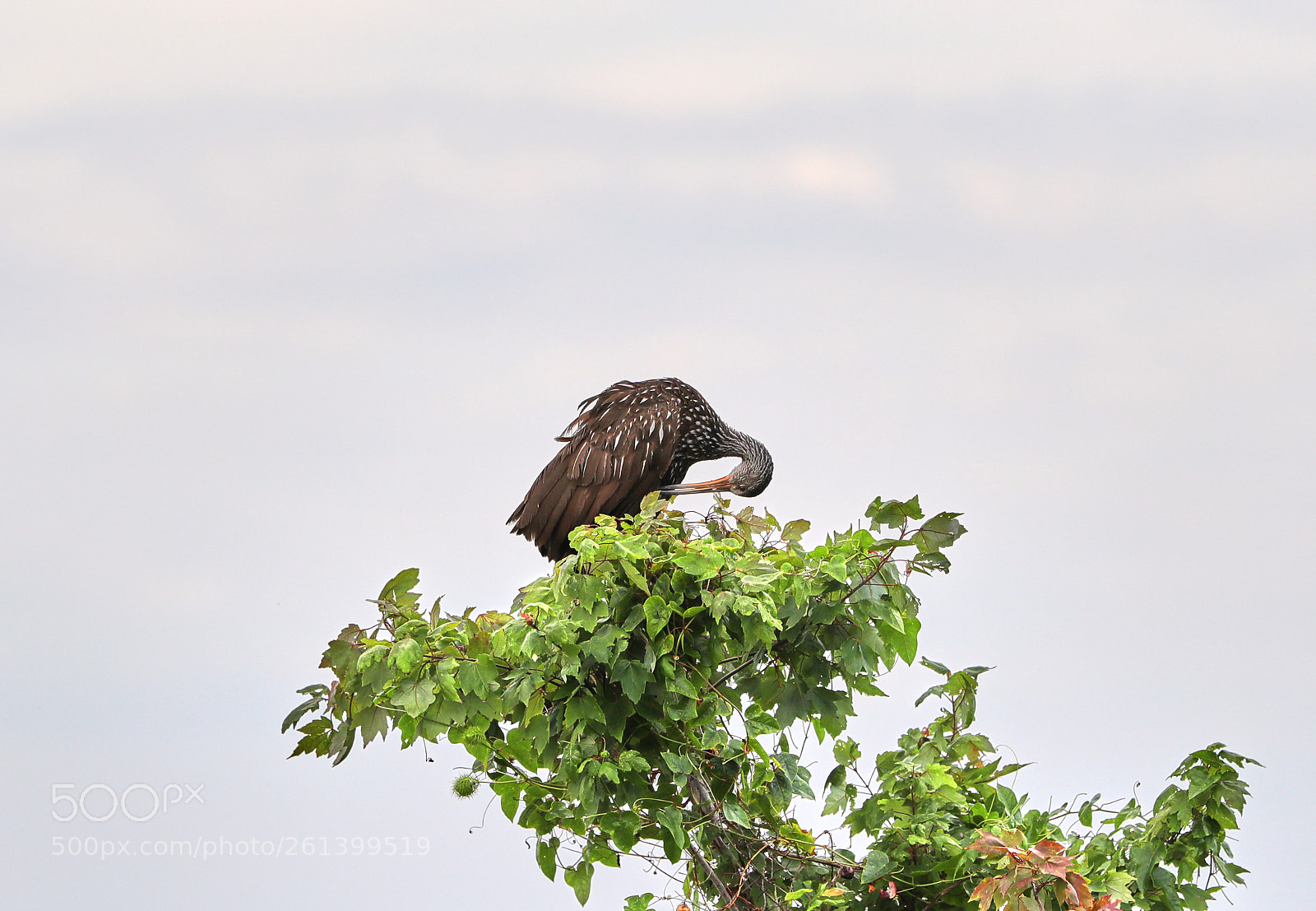 Canon EOS-1D X Mark II sample photo. 06-08-18-0021725.jpg photography