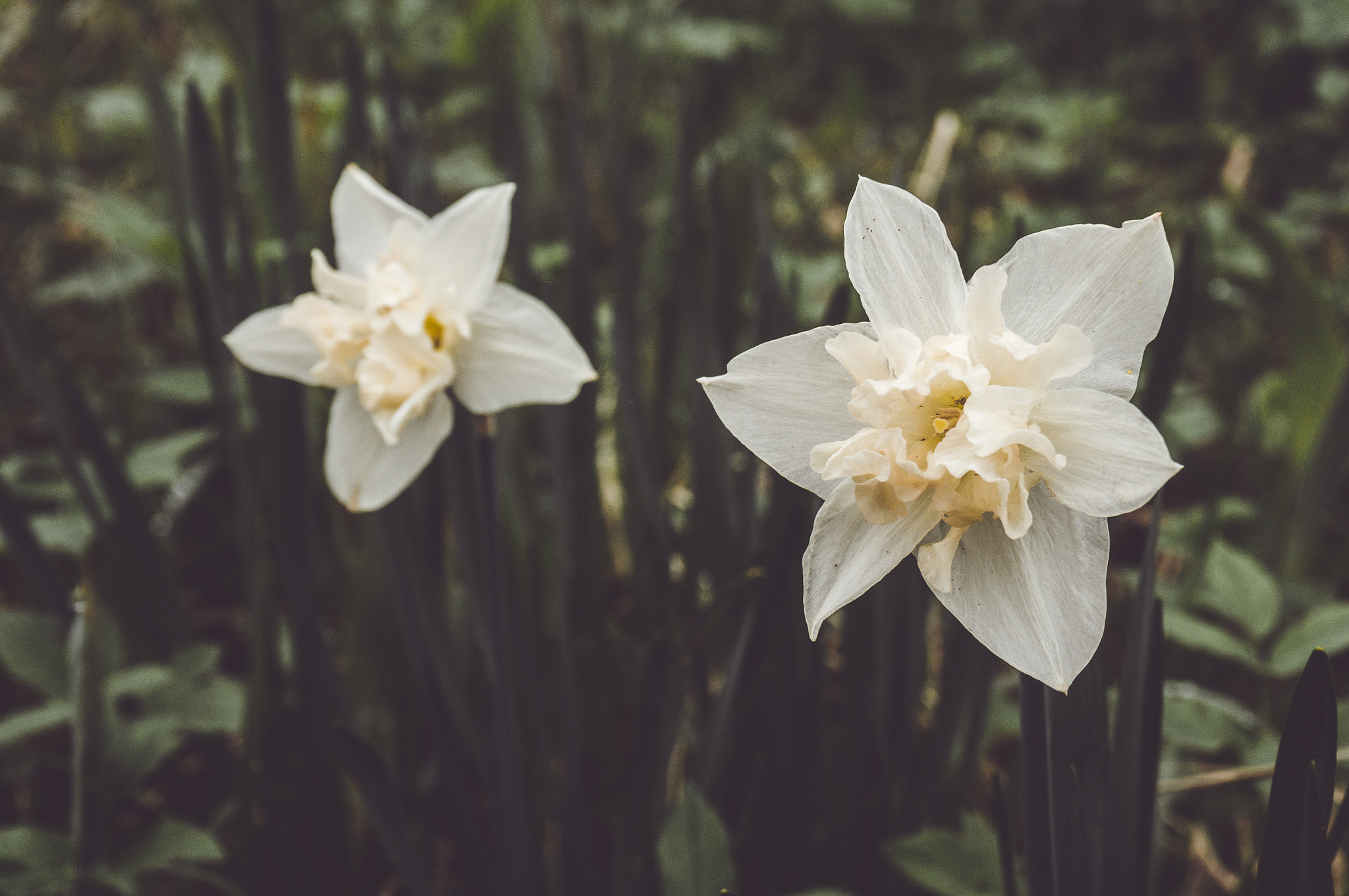 Sony Alpha NEX-5T sample photo. Delicate flowers photography