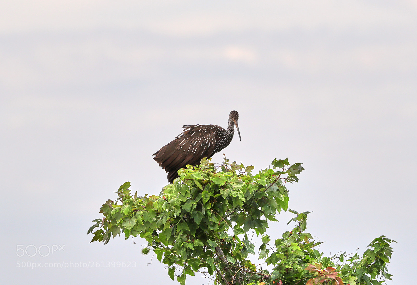 Canon EOS-1D X Mark II sample photo. 06-08-18-0021722.jpg photography