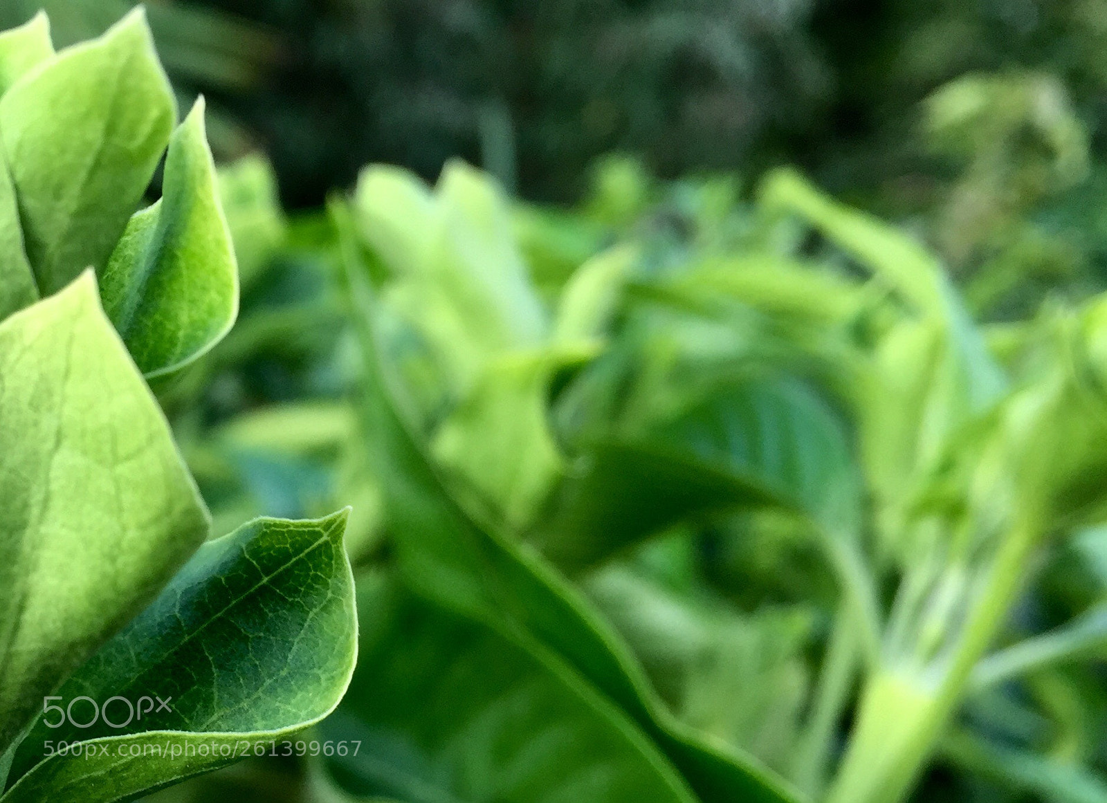 Apple iPhone 6 sample photo. Untitled photography