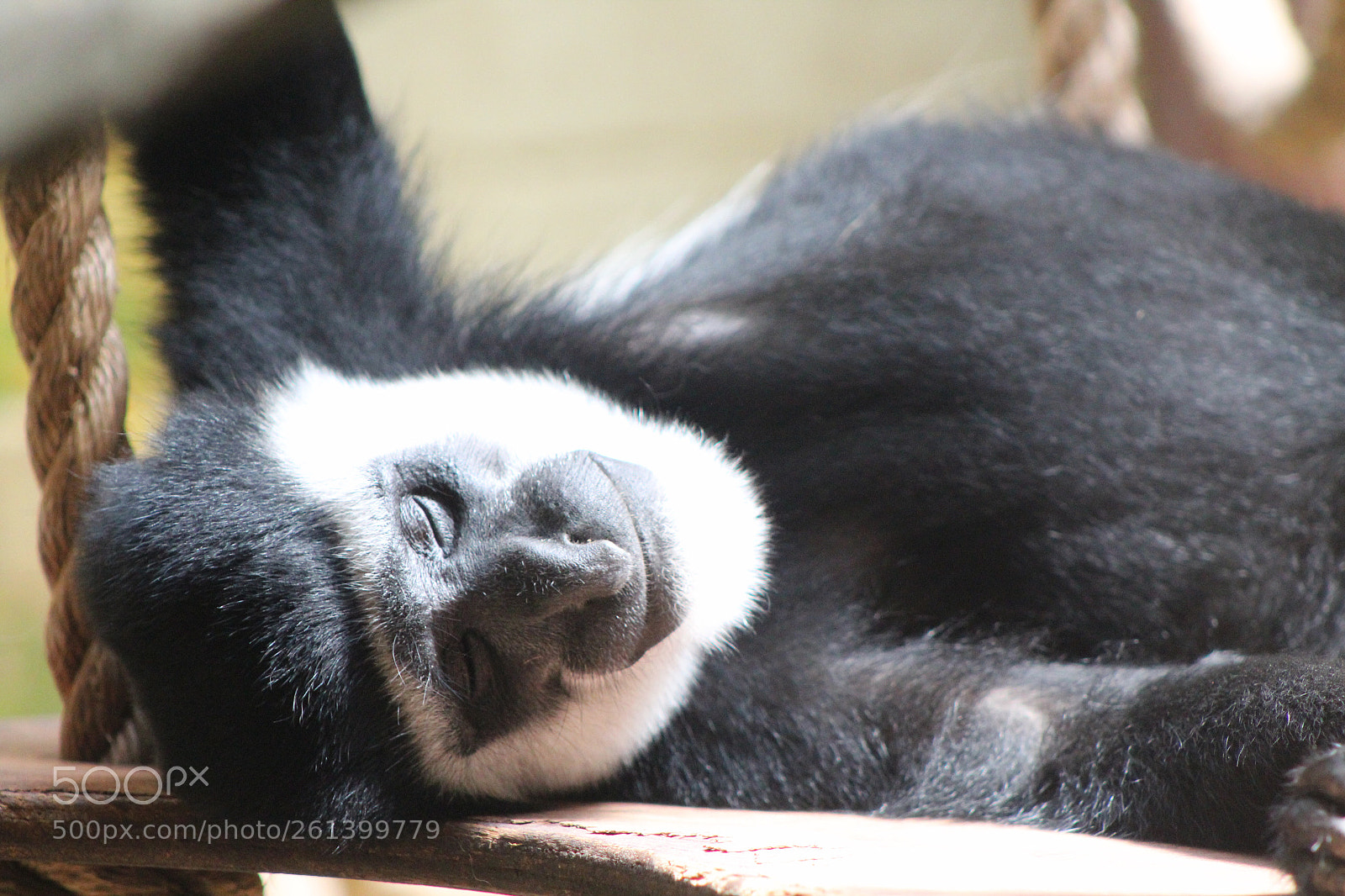 Canon EOS 1300D (EOS Rebel T6 / EOS Kiss X80) sample photo. Monkey photography