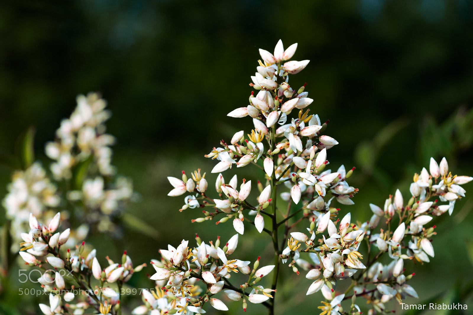 Canon EOS 750D (EOS Rebel T6i / EOS Kiss X8i) sample photo. In the field photography