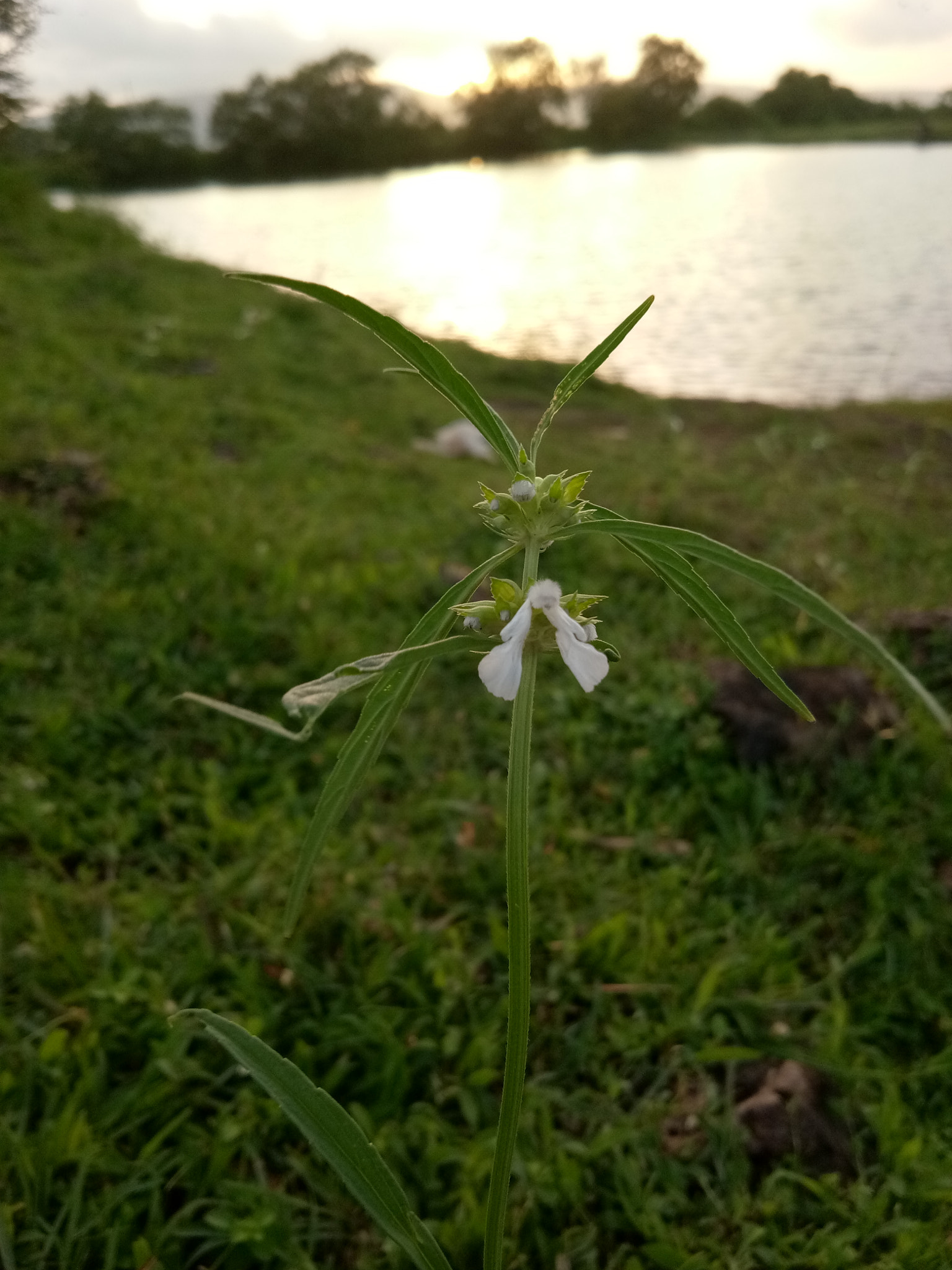 vivo 1601 sample photo. Growing so happily.. photography